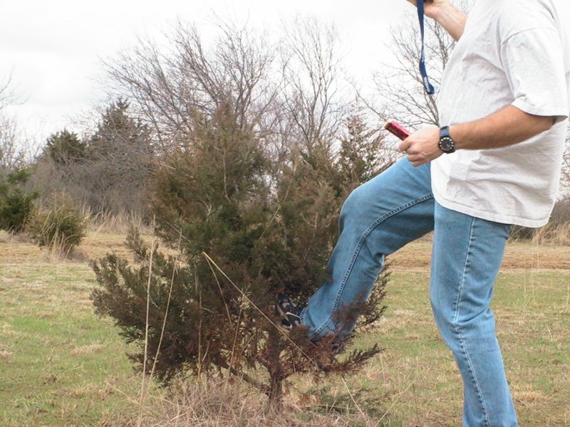  I am kicking the trouble maker.  I have since cut this tree down, along with a few others that were in the way of landing.